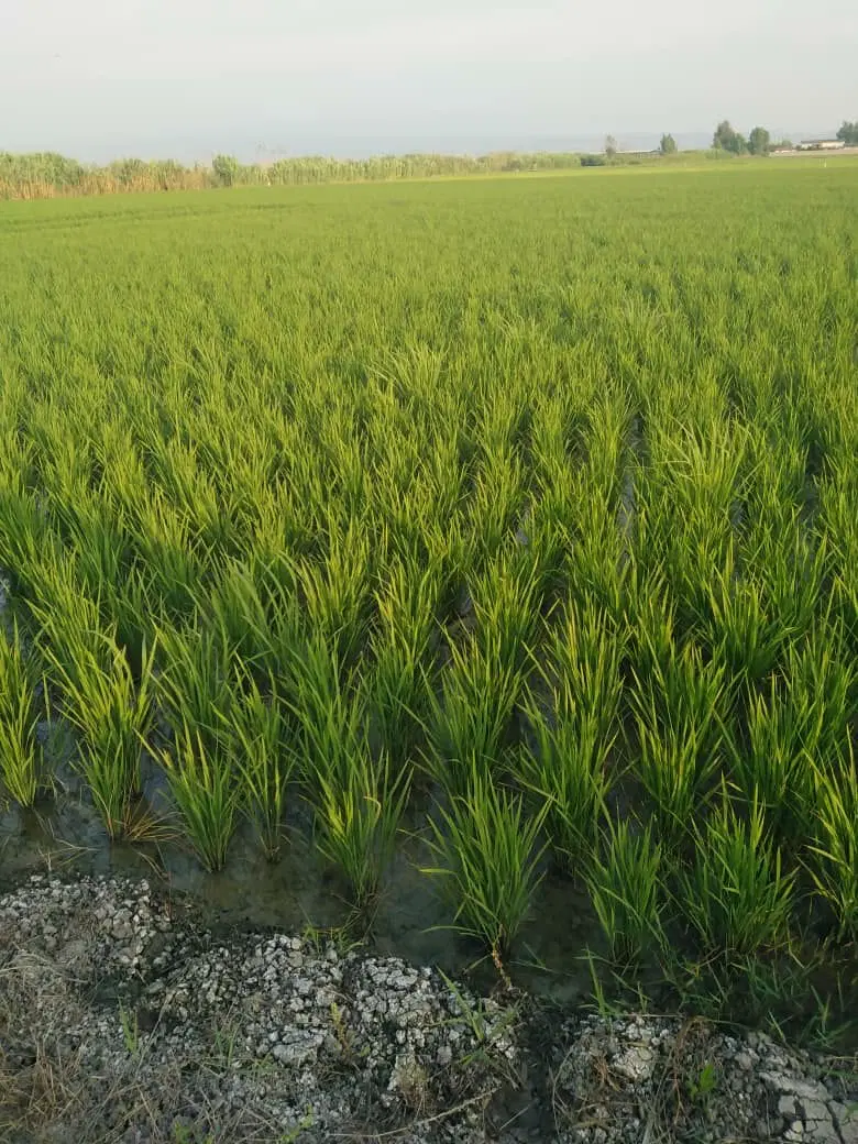 زمین کشاورزی جفت روستای امیرآباد بهشهر