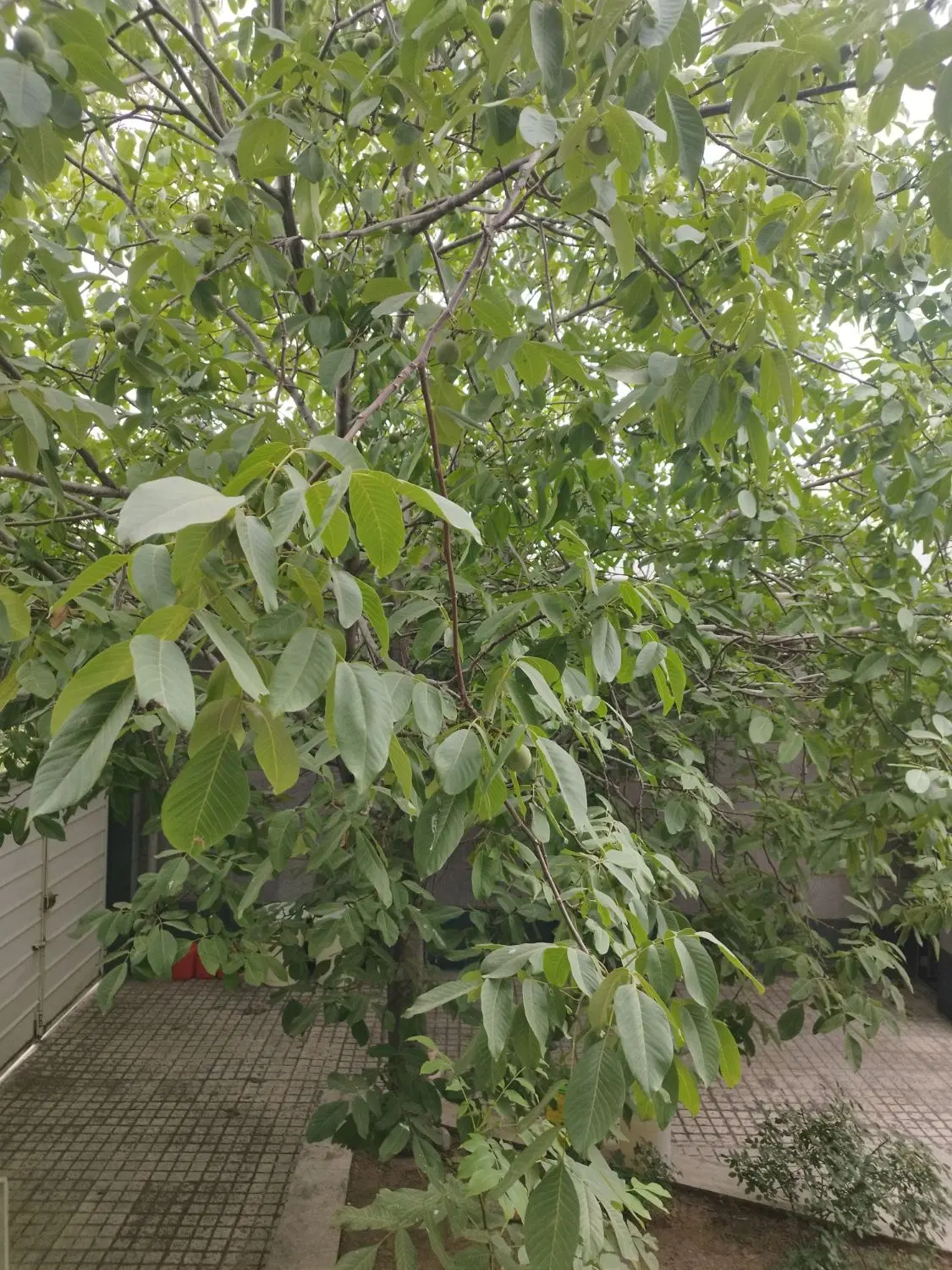 زمین شهر آرا