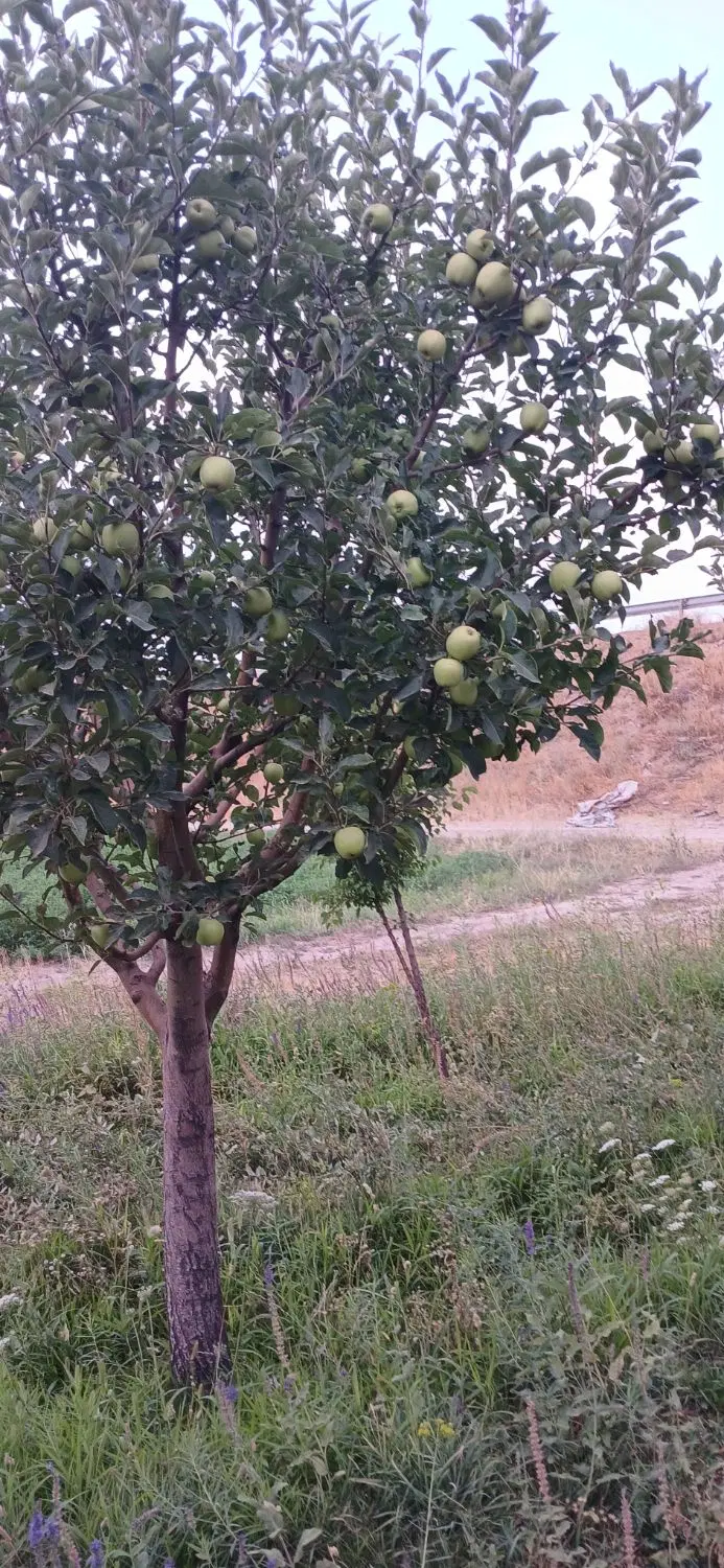 فروش باغ