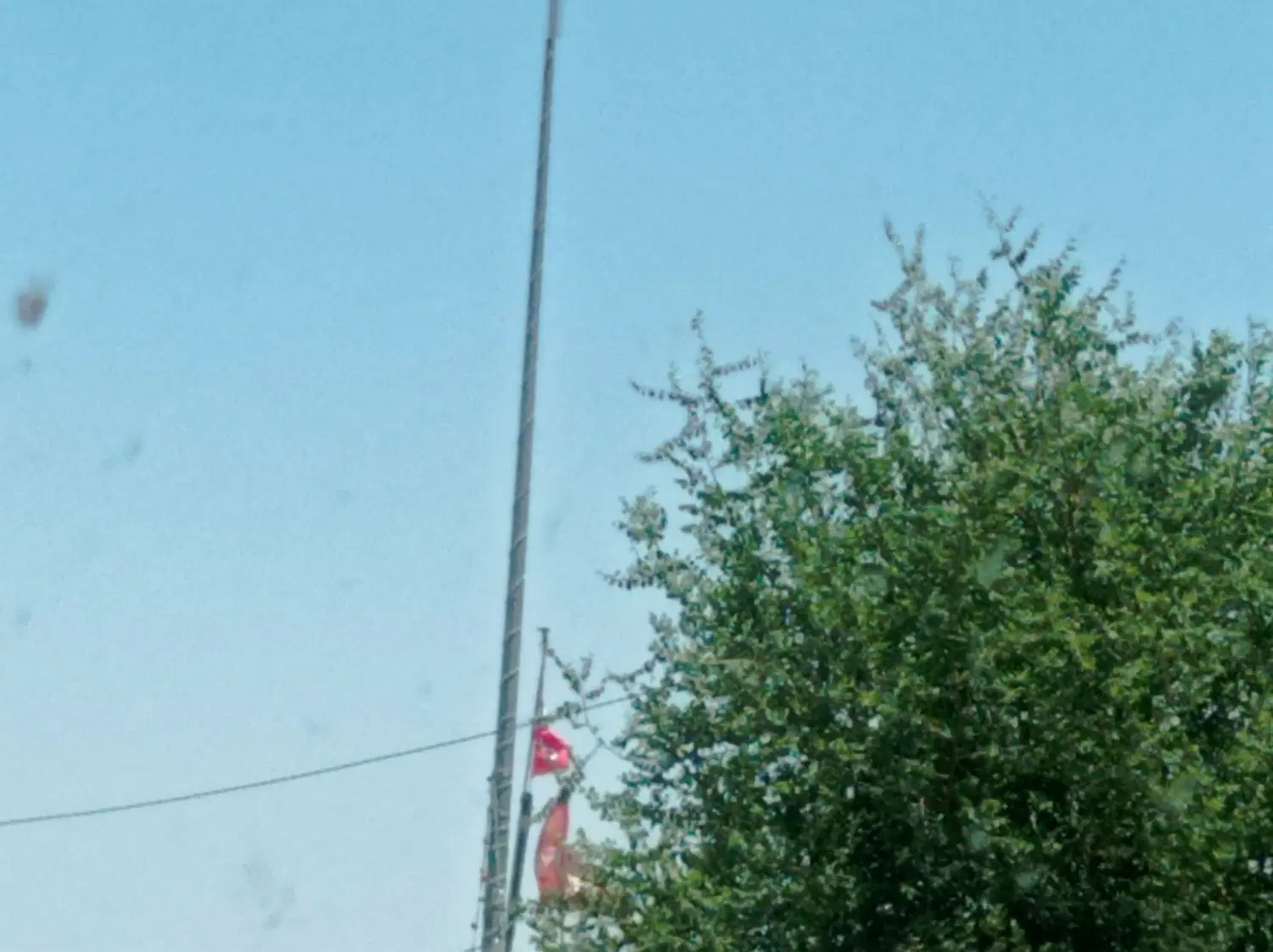 باغ سند تک برگ