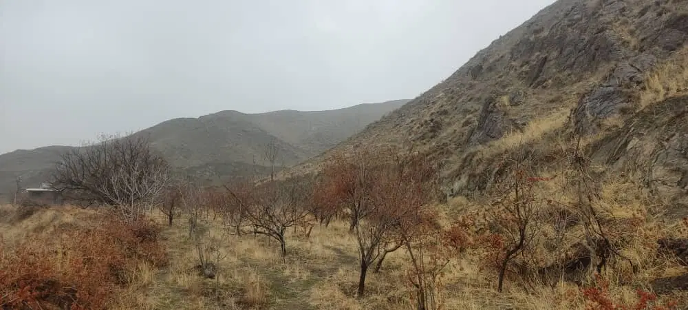 باغ در روستای عارفی