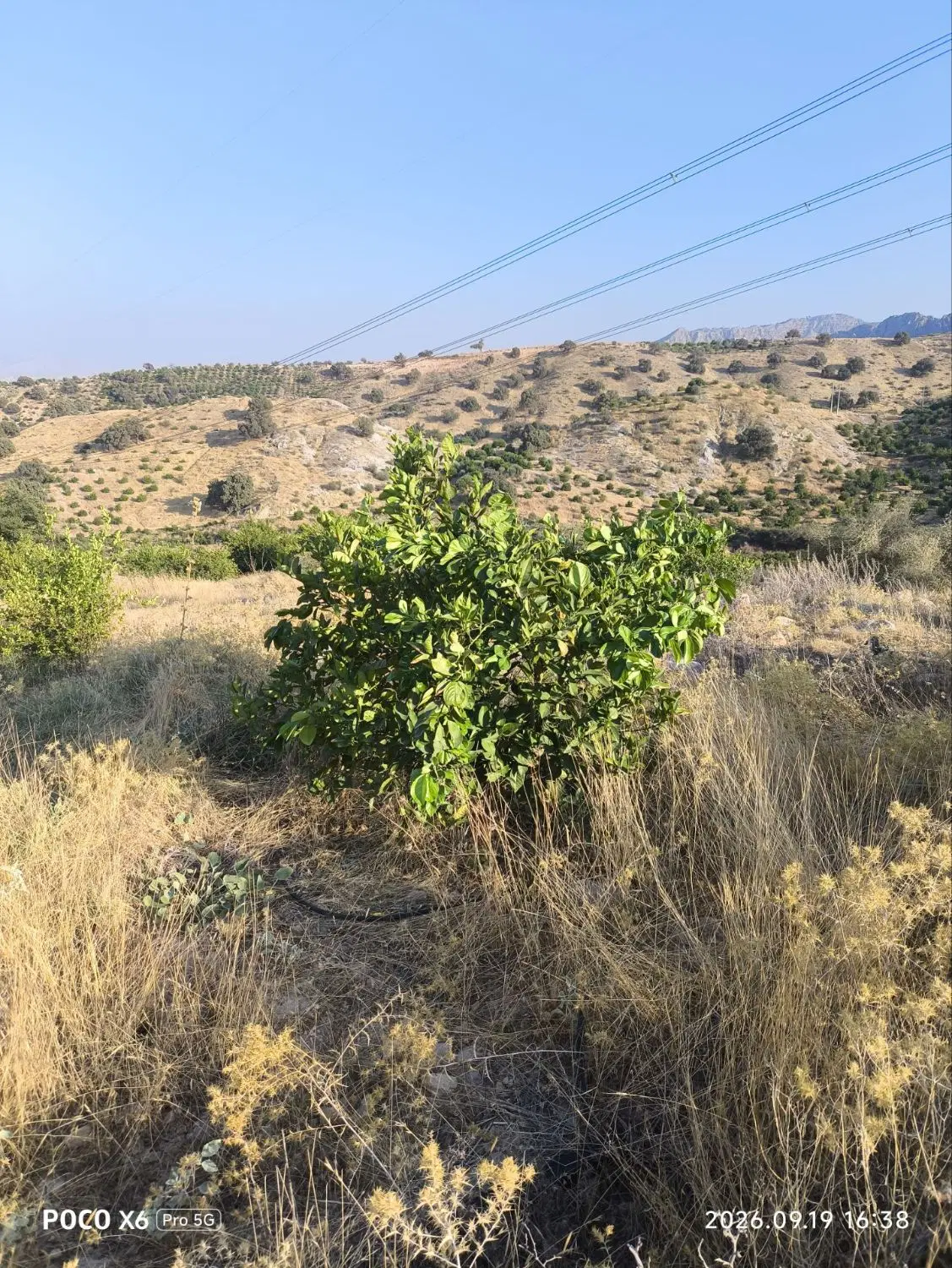 فروش باغ و زمین در پشت کوه باشت