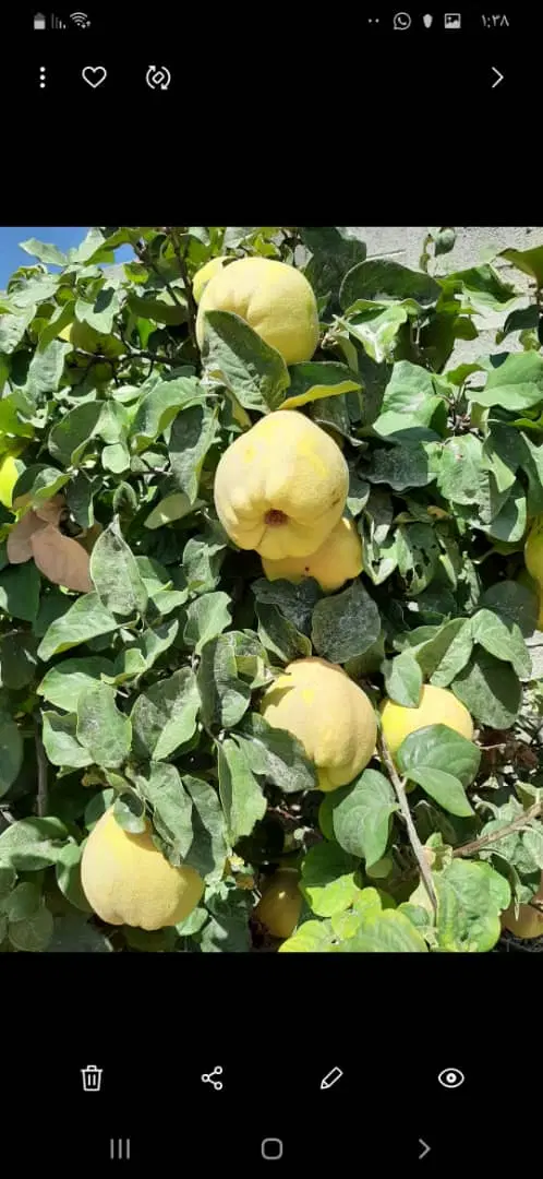 باغ شهری قره چمن فروش یا معاوضه با خودرو