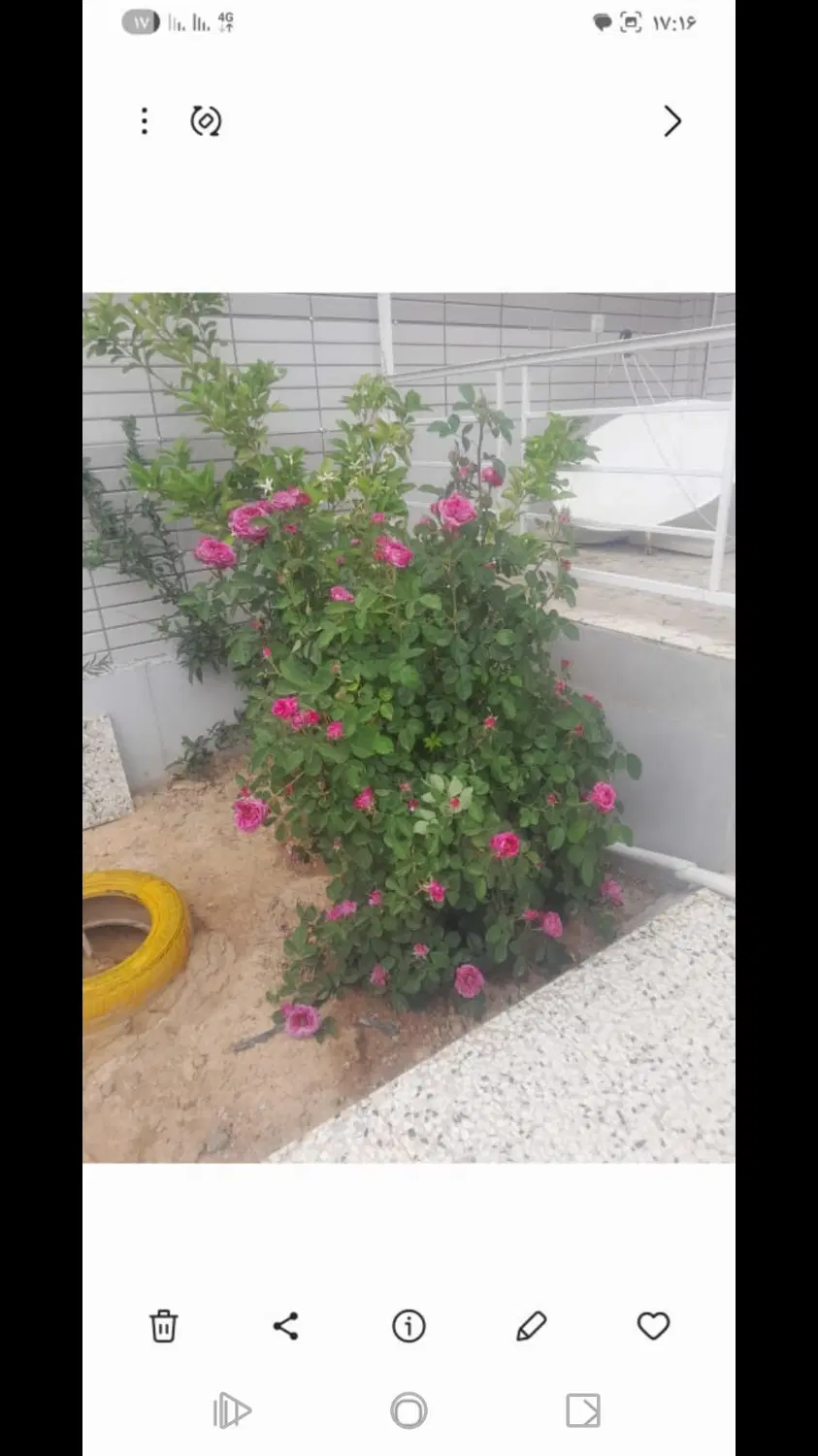 ملک ویلایی