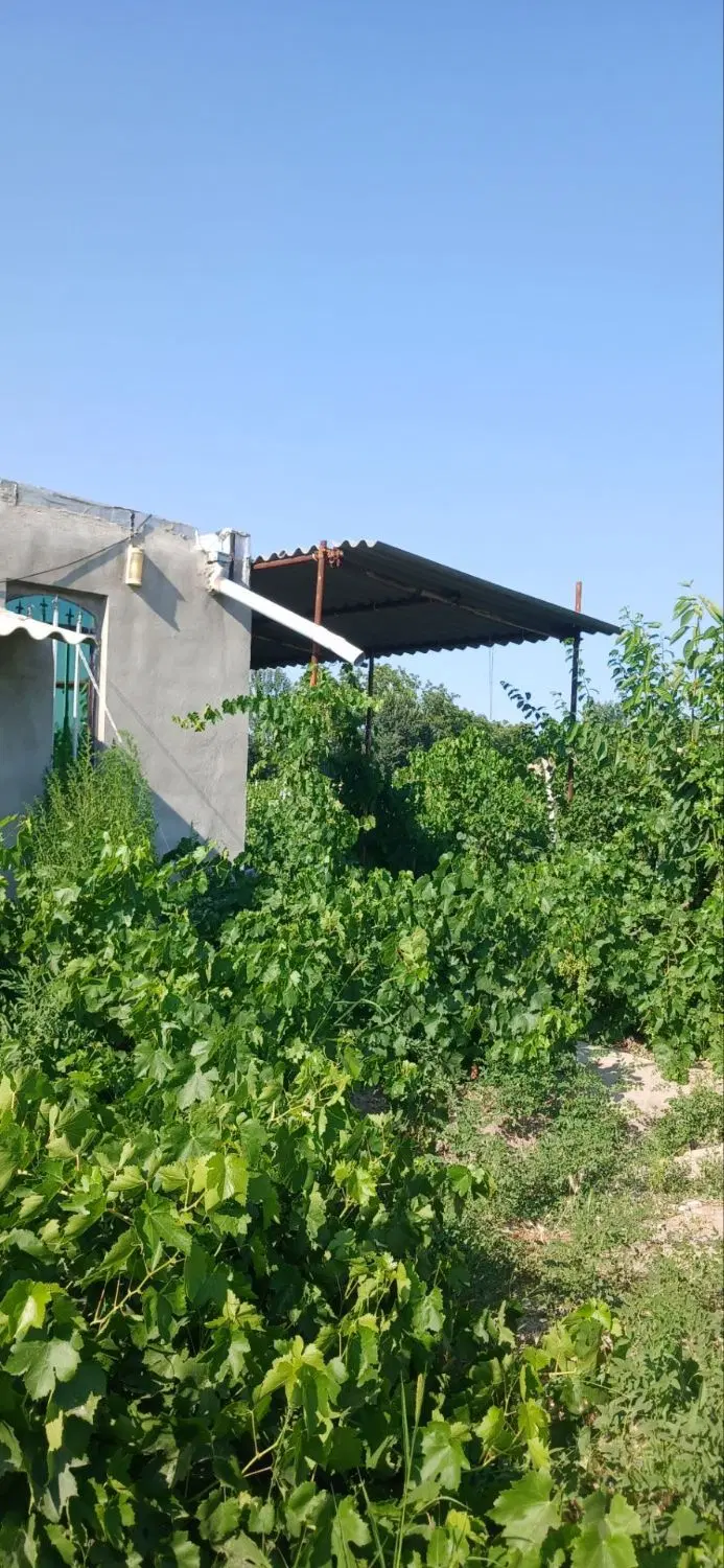 باغ ایستاده جاده دریا