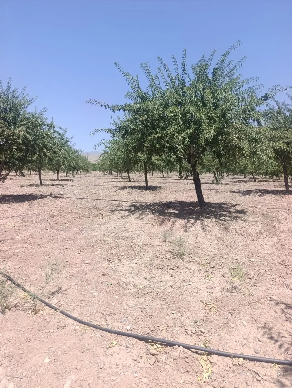 باغ بادوم با درختان ۱۰ ساله