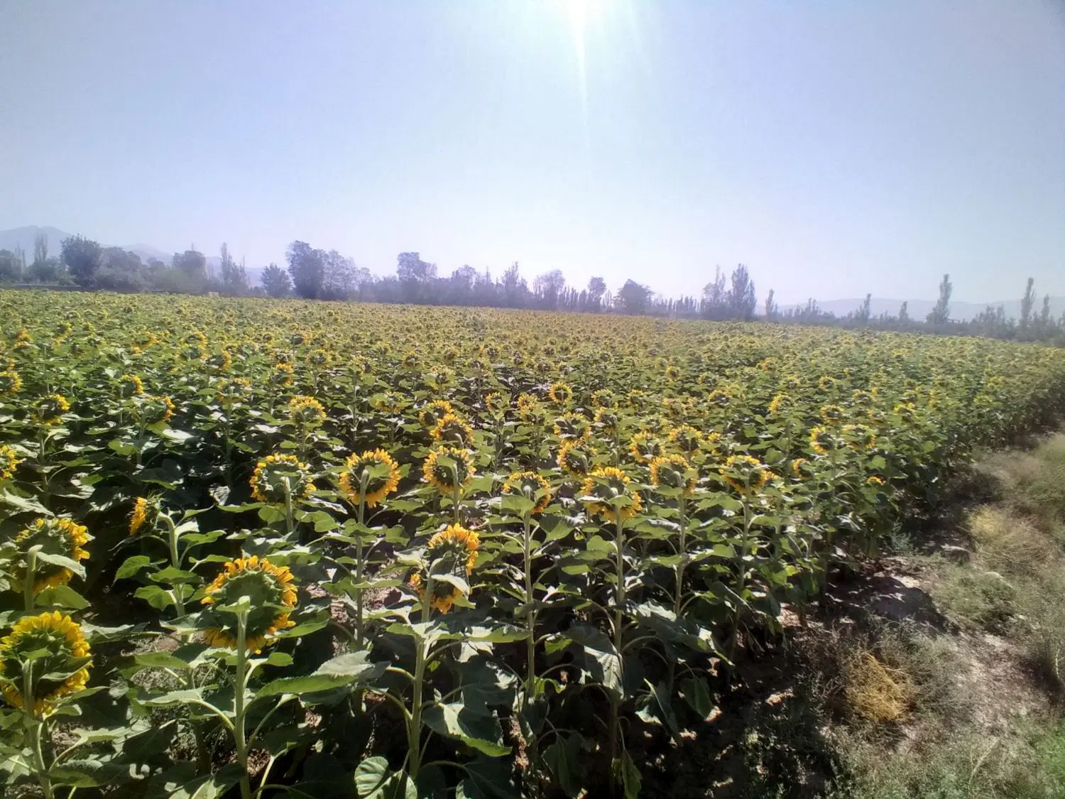زمین زراعی وباغی  در مرند