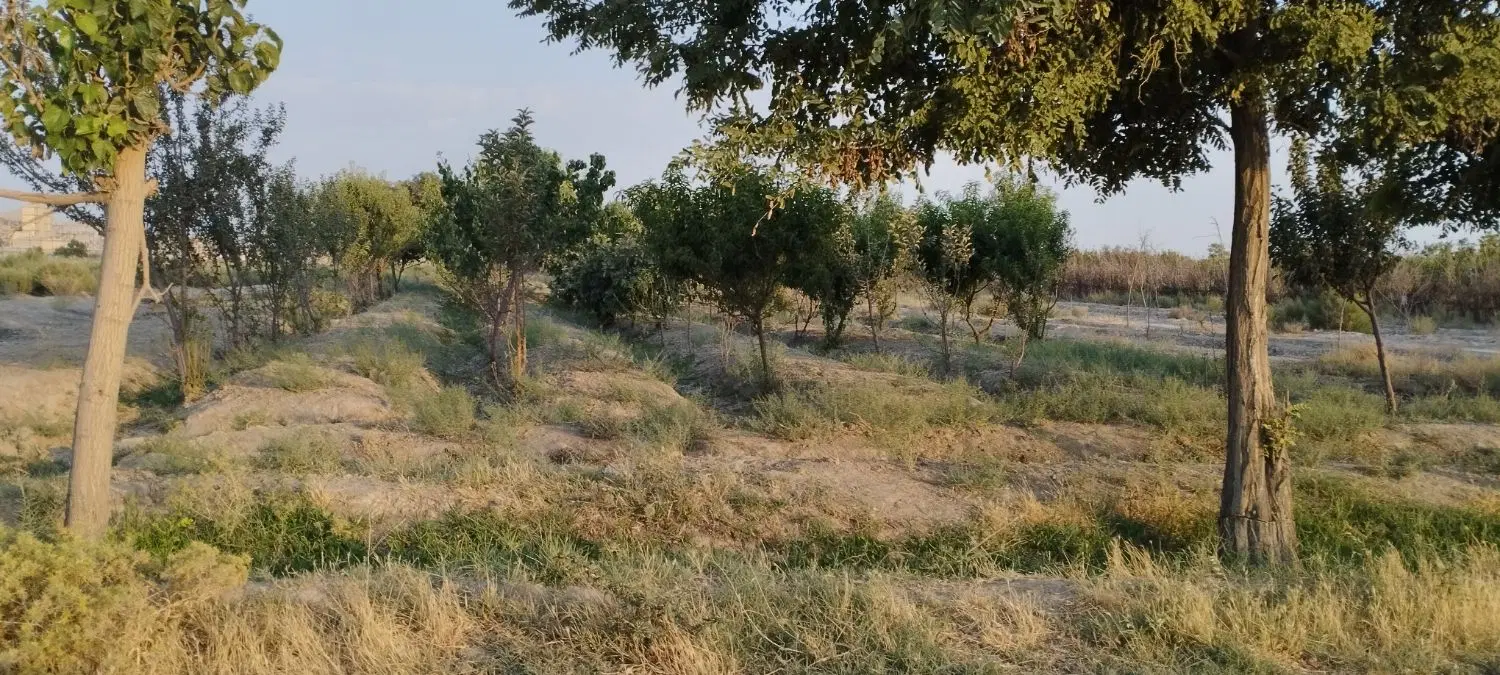 باغ در مجتمع باغستان دهشاد