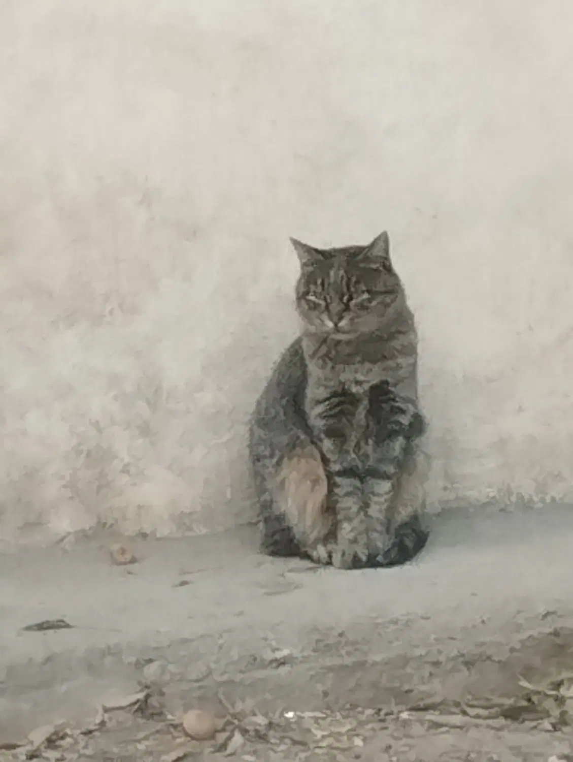 دامداری