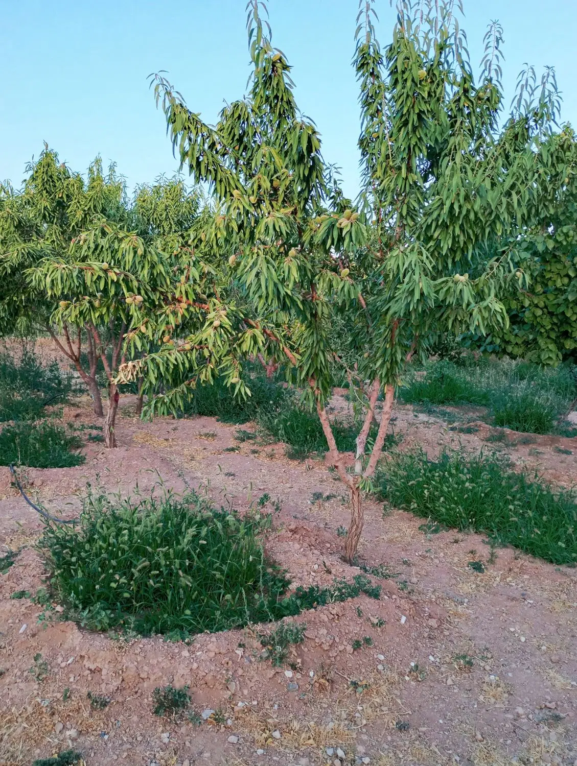 باغچه بادام گردو پل زمانخان
