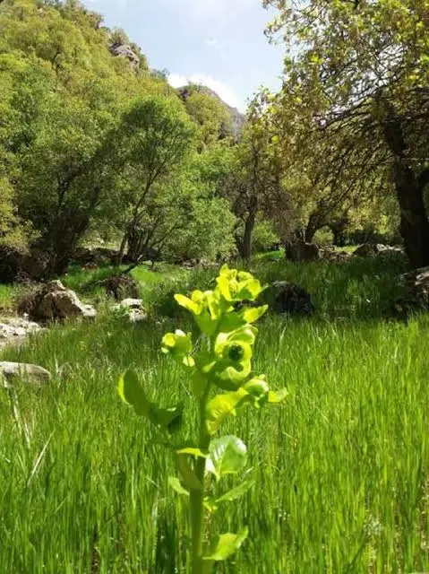زمین قلعه سنگی