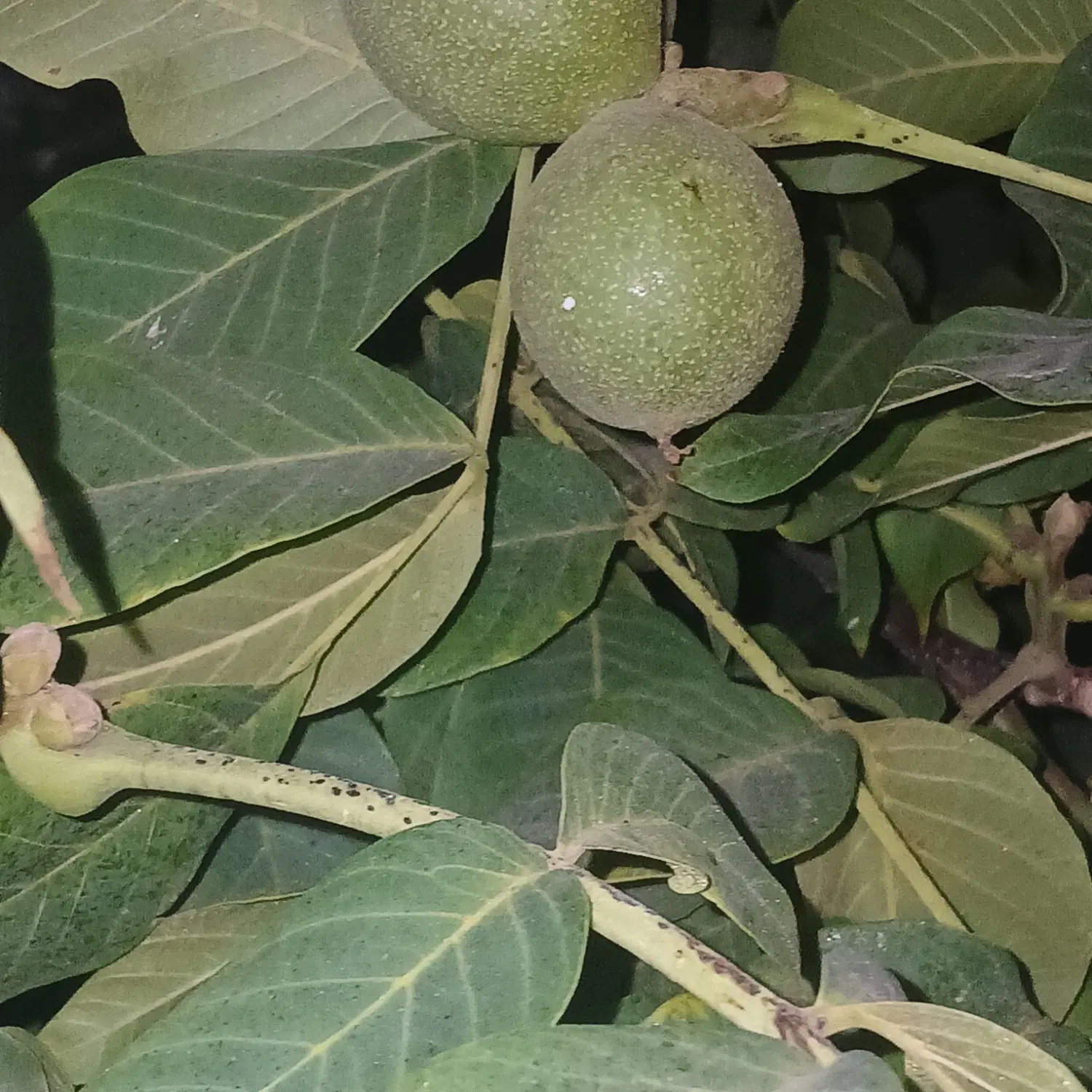 فروش زمین کردلاغری