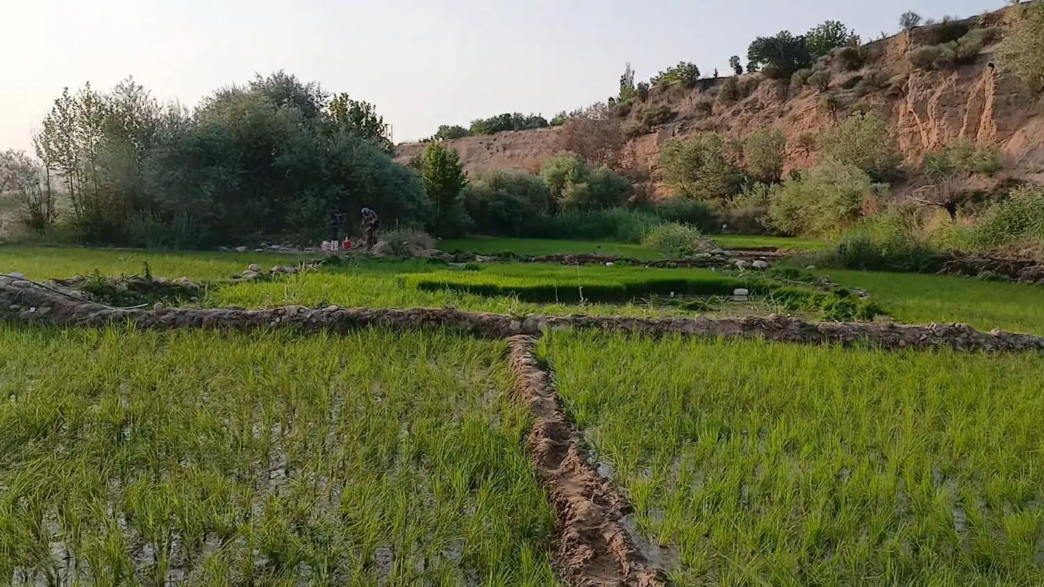فروش زمین چلتوک کاری خمینی اباد