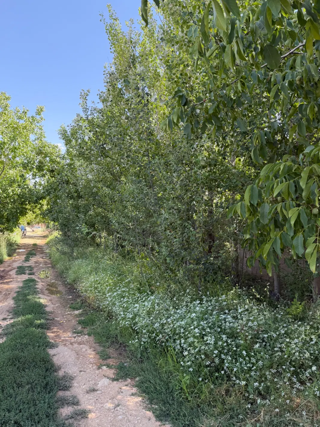 باغ با کنتور اب برق گاز هماشهر همایجان سپیدان