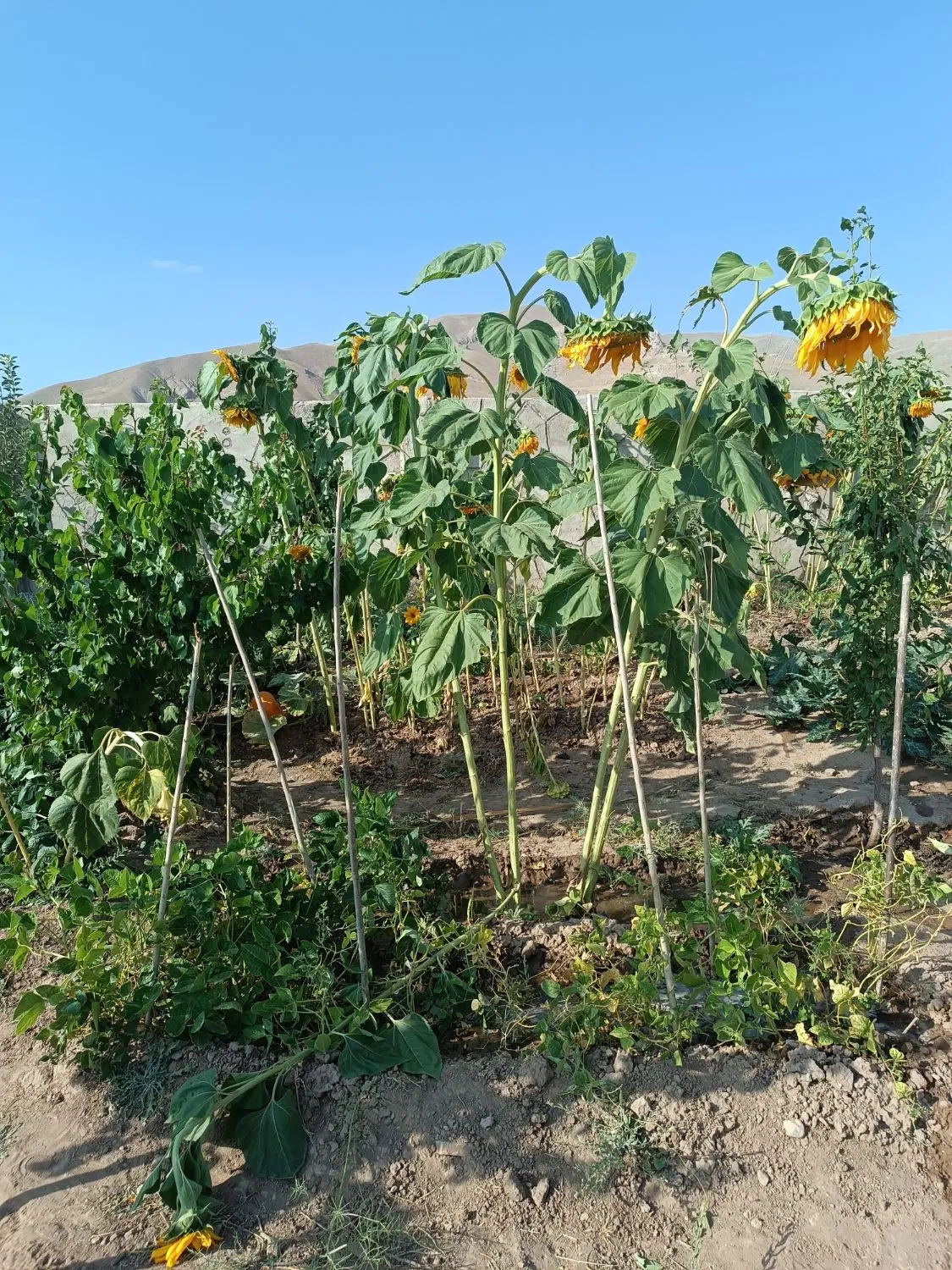 باغ اسپیران سپه