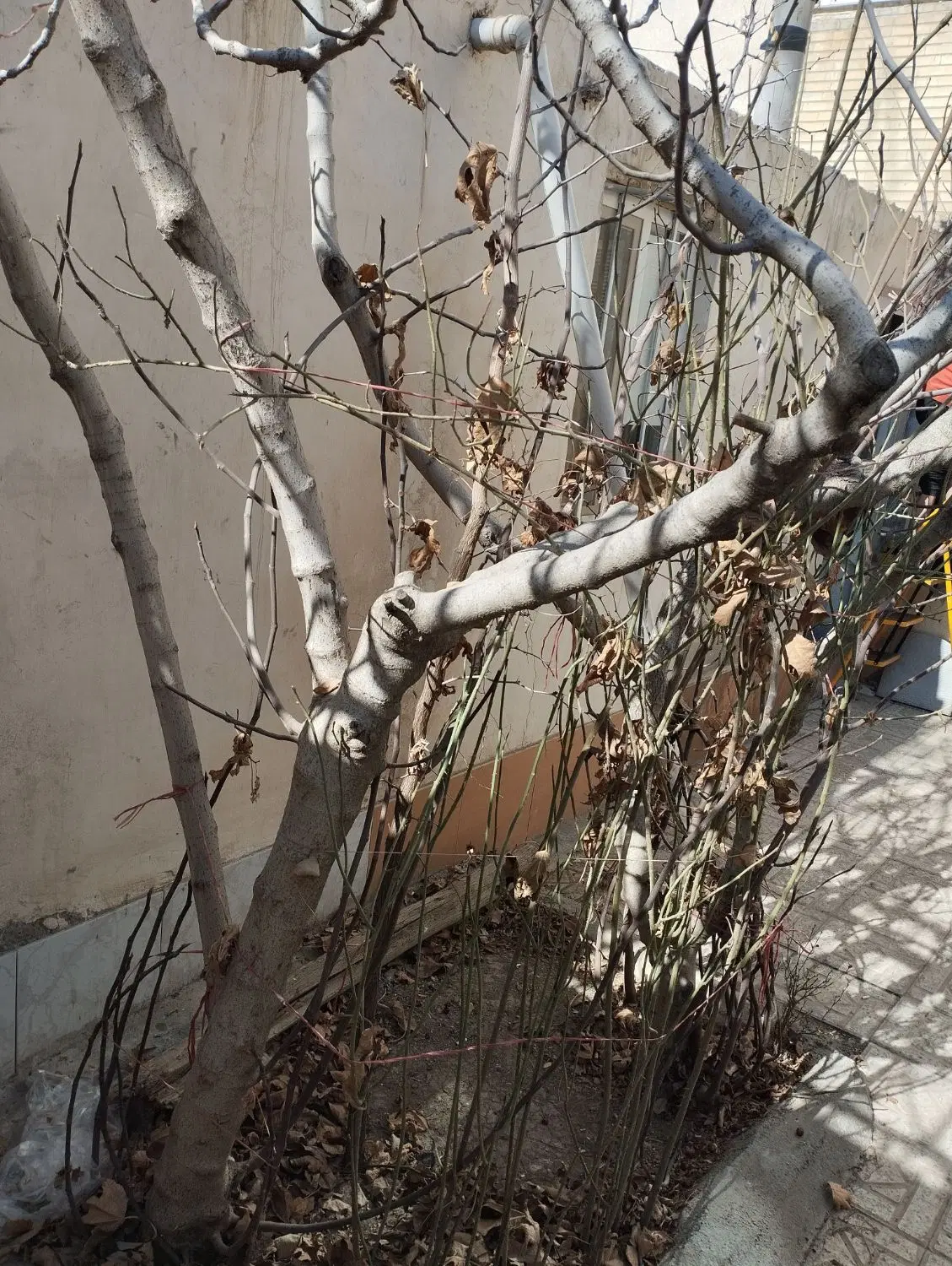 طبقه دوم کوچه بلال