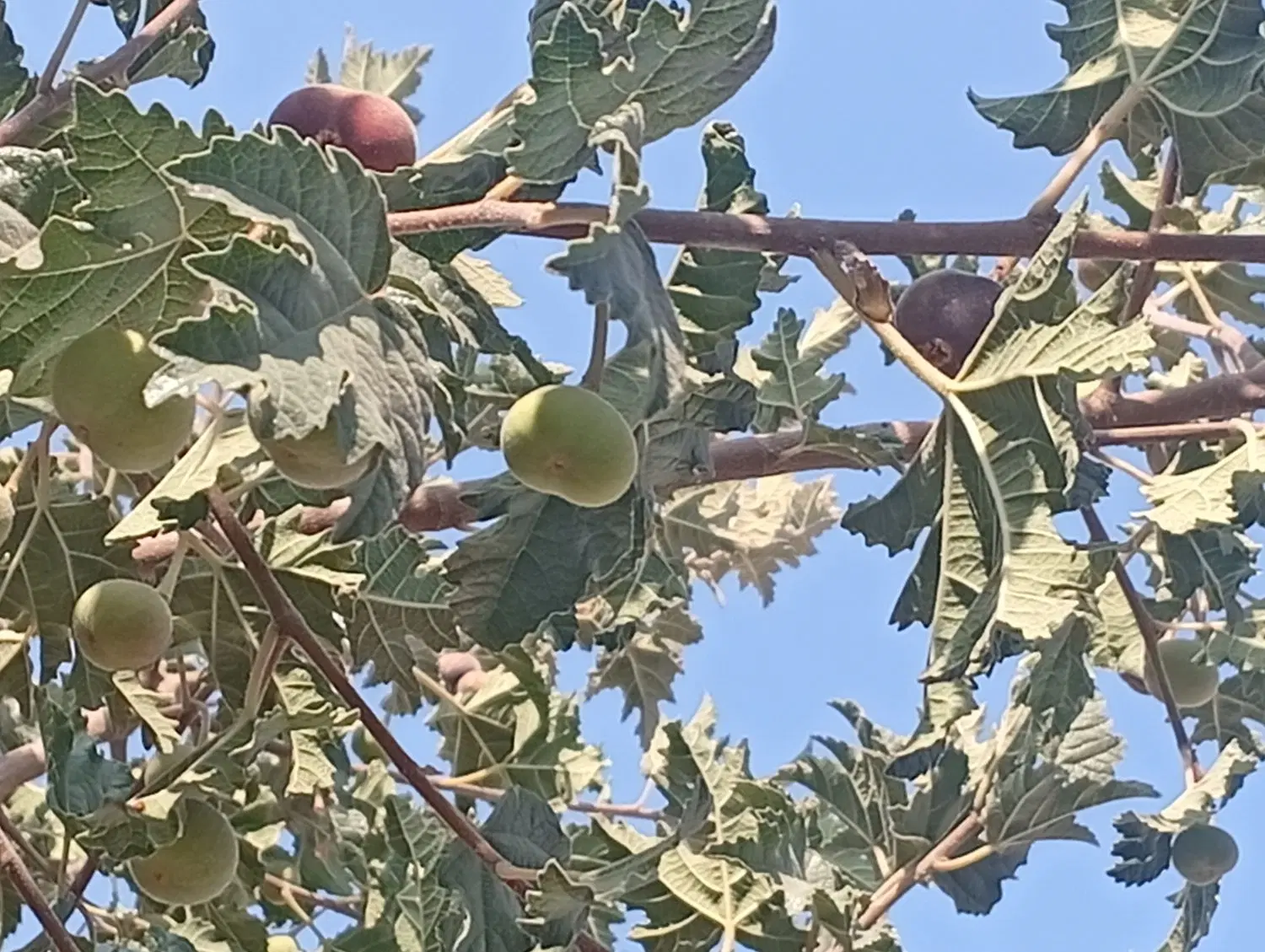 انجیرستان استهبان