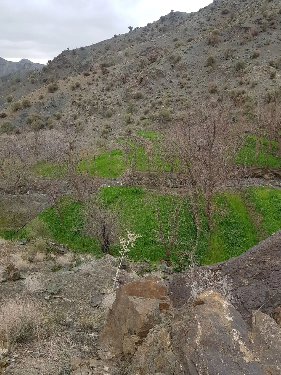 زمین کشاورزی
