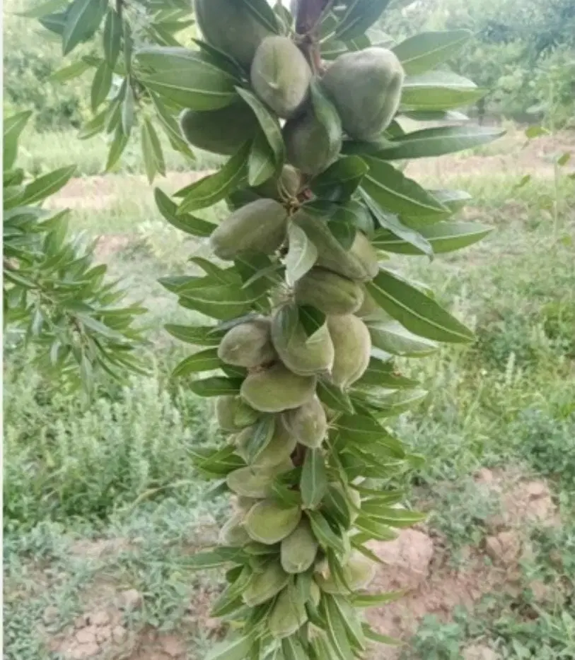 زمین باغی