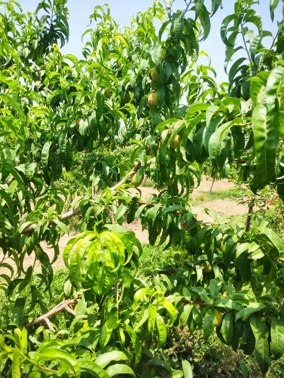باغچه 510 متری خوش آب و هوا قیمت مناسب