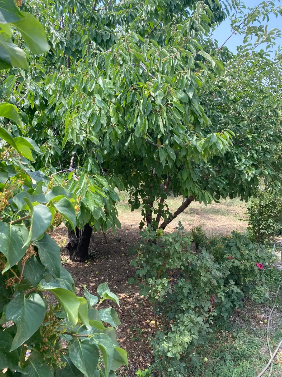 زمین کشاورزی
