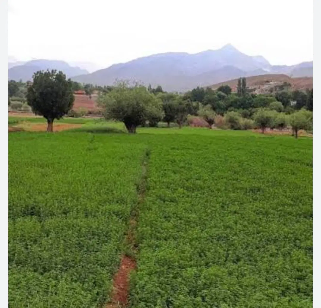 زمین