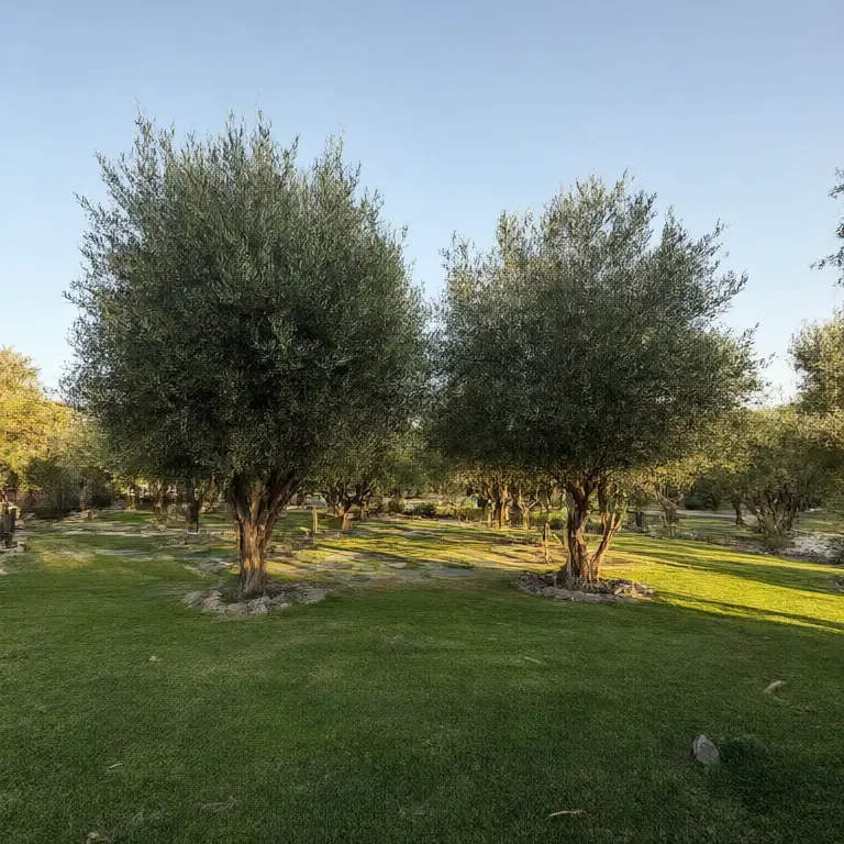 زمین(باغ)