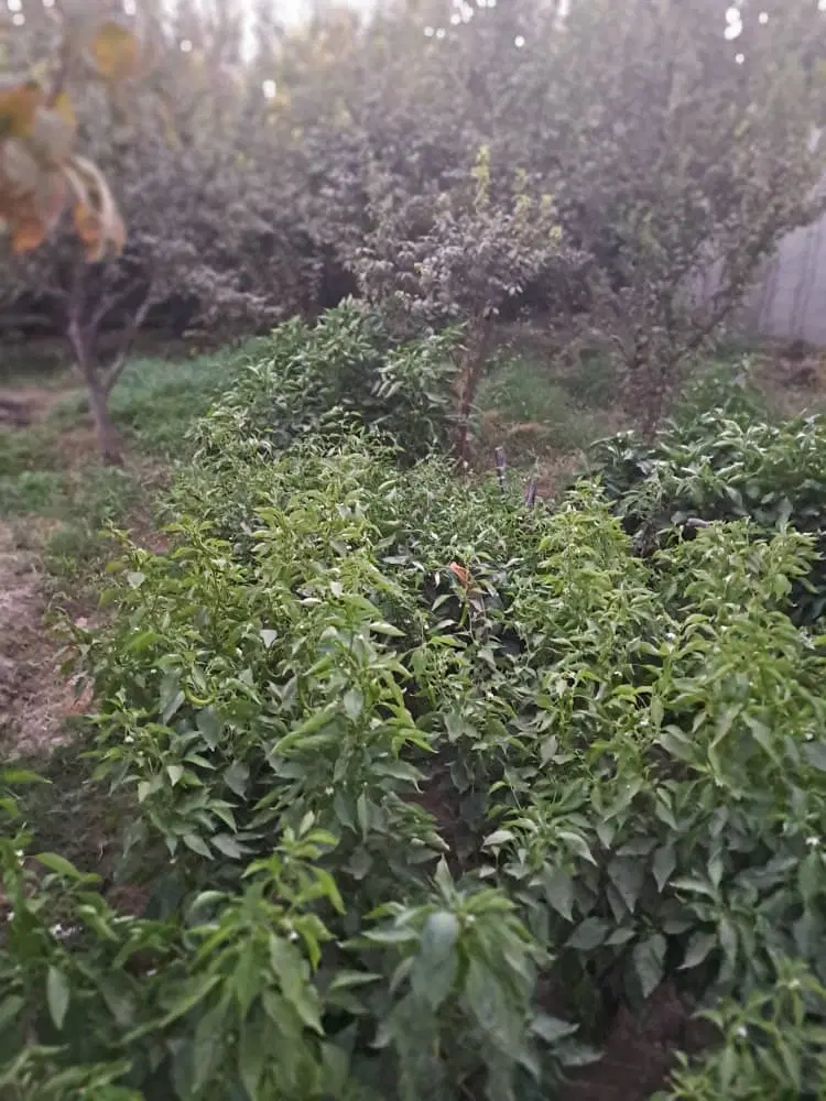 پنت هاوس چشمگیر