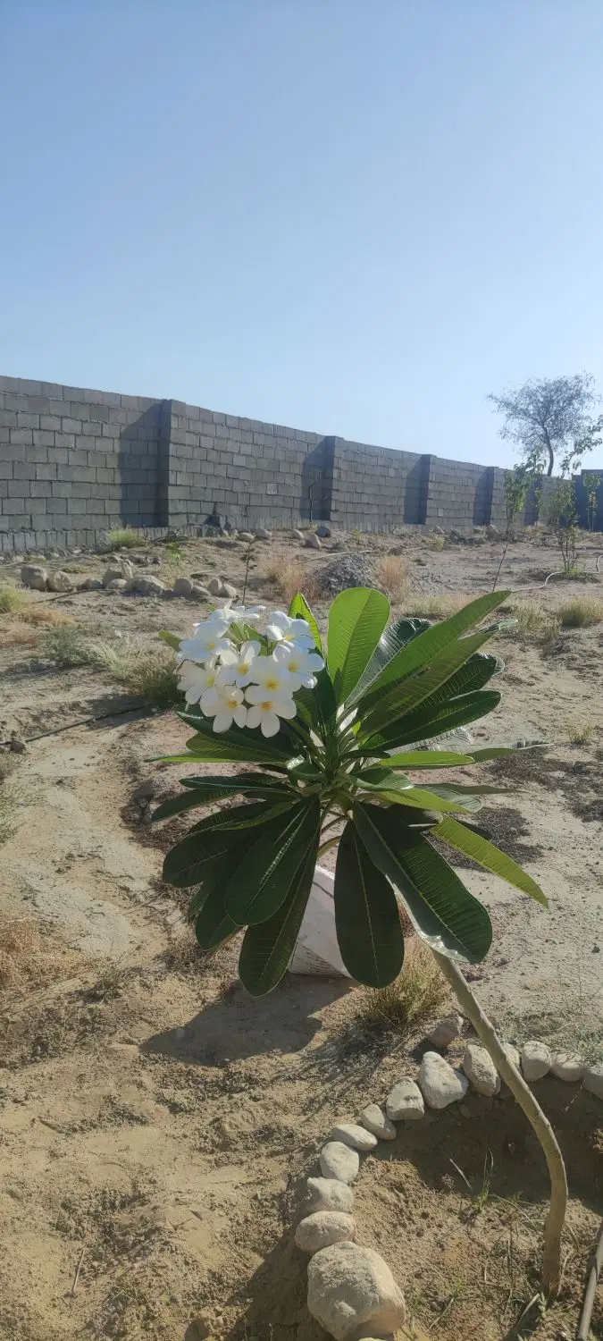 زمین جمال احمد فاز دو