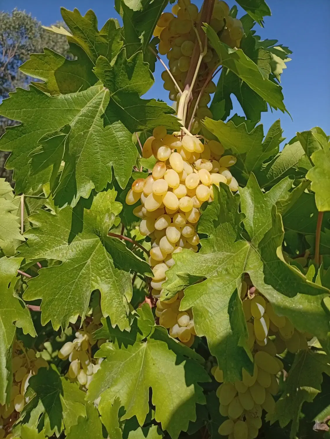 فروش باغ انگور  روستای توریستی کریک