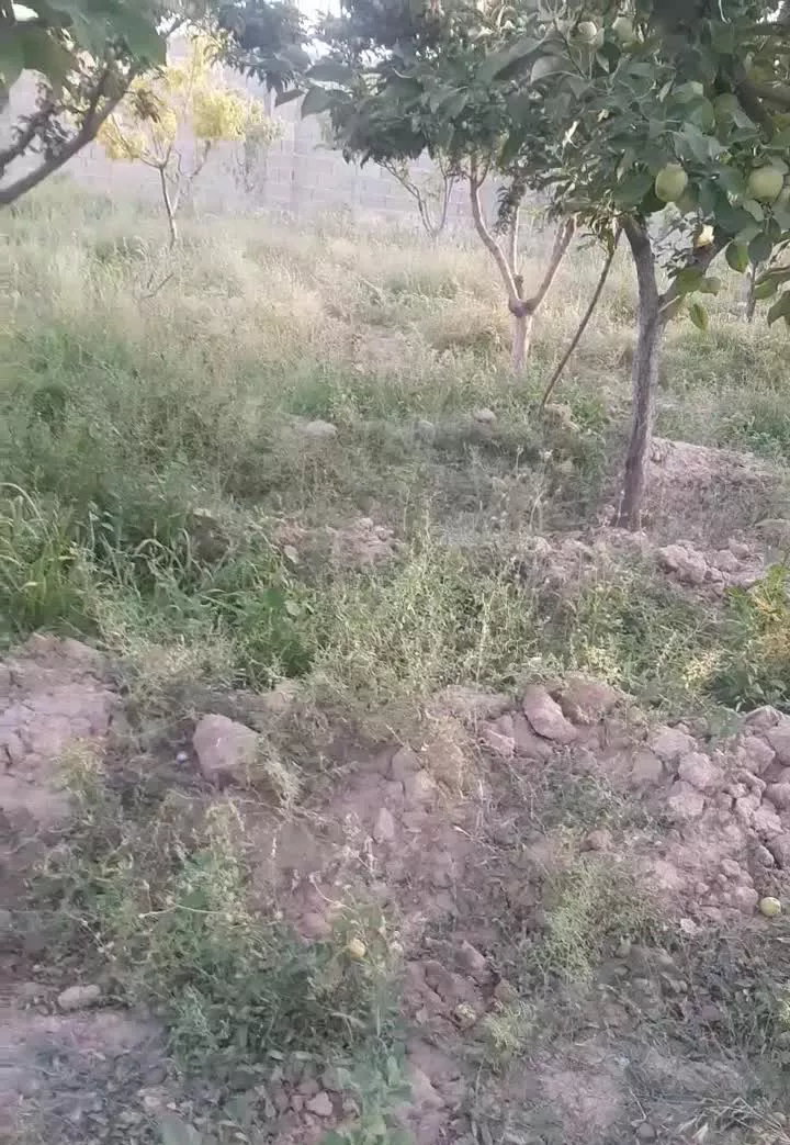 باغ ۳ هزار متری  نظراباد روستای نجم اباد