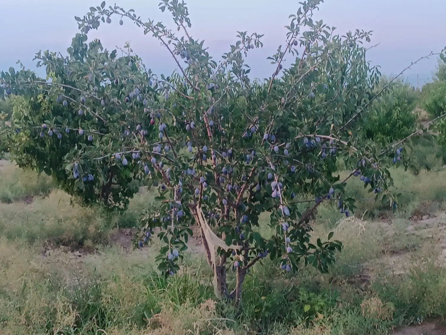 باغ ویلای ۵۰۰ متر فقط ۲۸۰ میلیون تومان