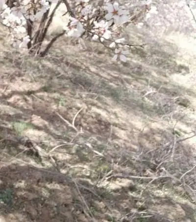 زمین مسکونی (مزرعه نو)