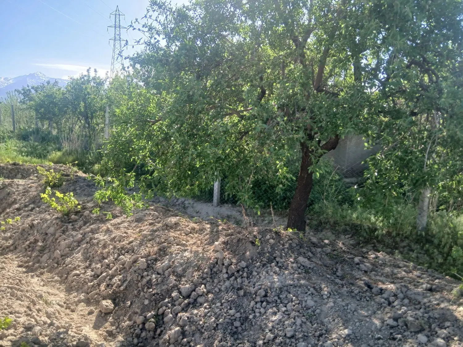 زمین باغ در شورین