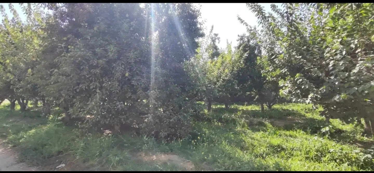 باغچه 10 ساله..سند تک برگ..چهار باغ