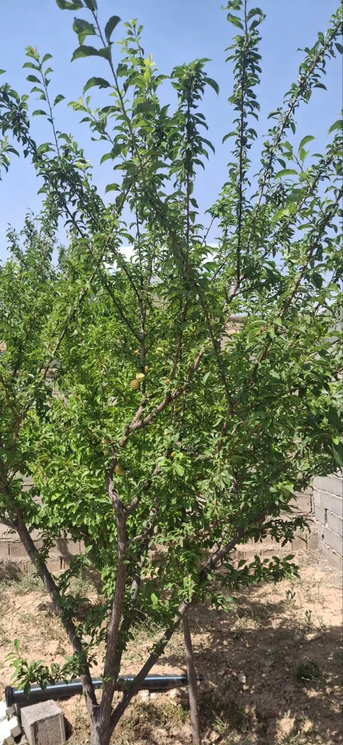 باغ ویلا زاک