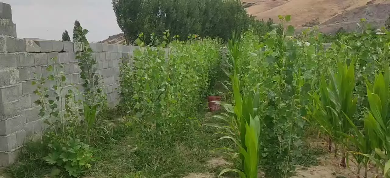 گاوداری تازه ساخت وباغ