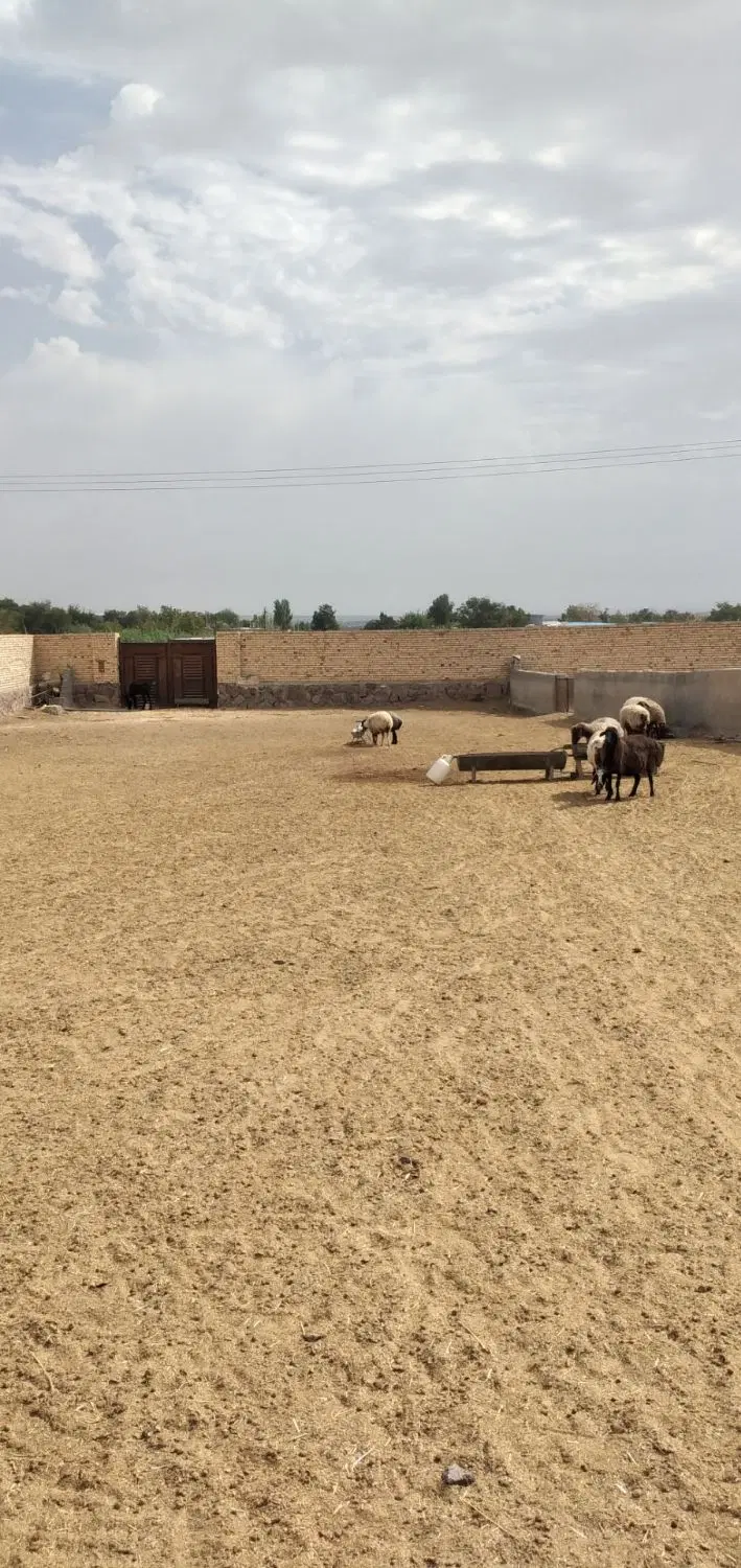 دامداری ۱۵۰۰متری با۵۰۰مترسالن سند شش دانگ