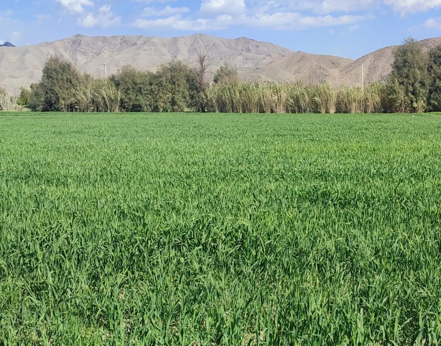 فروش زمین نجف شهر