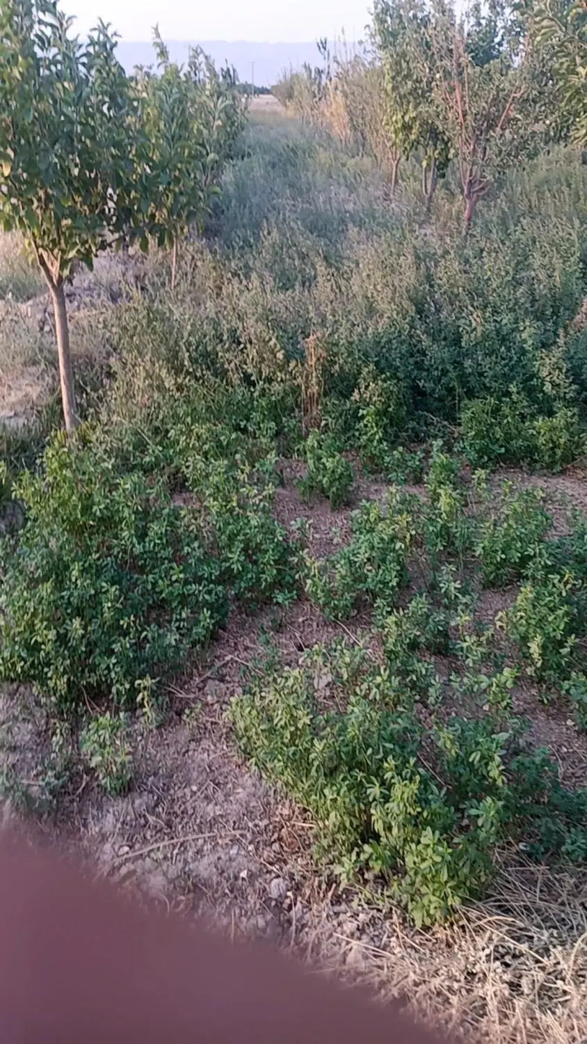زمین وخانه فروشی