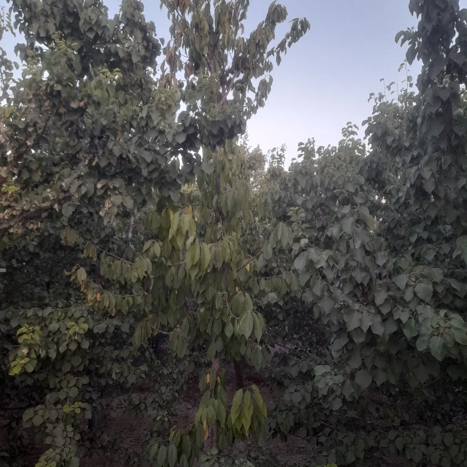 باغ ویلا ۲۵۰۰ متری زیر قیمت کارشناسی در قلعه سفید