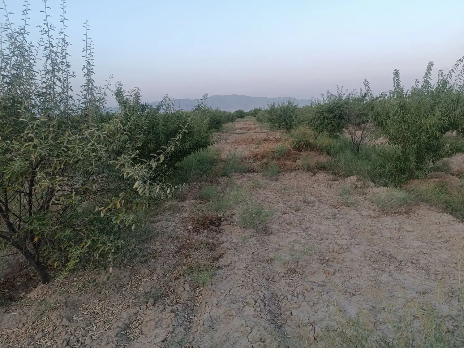 ویلا باغ ۱۰۰۰ متر در صوفیان ۵۵۰ میلیون تومان