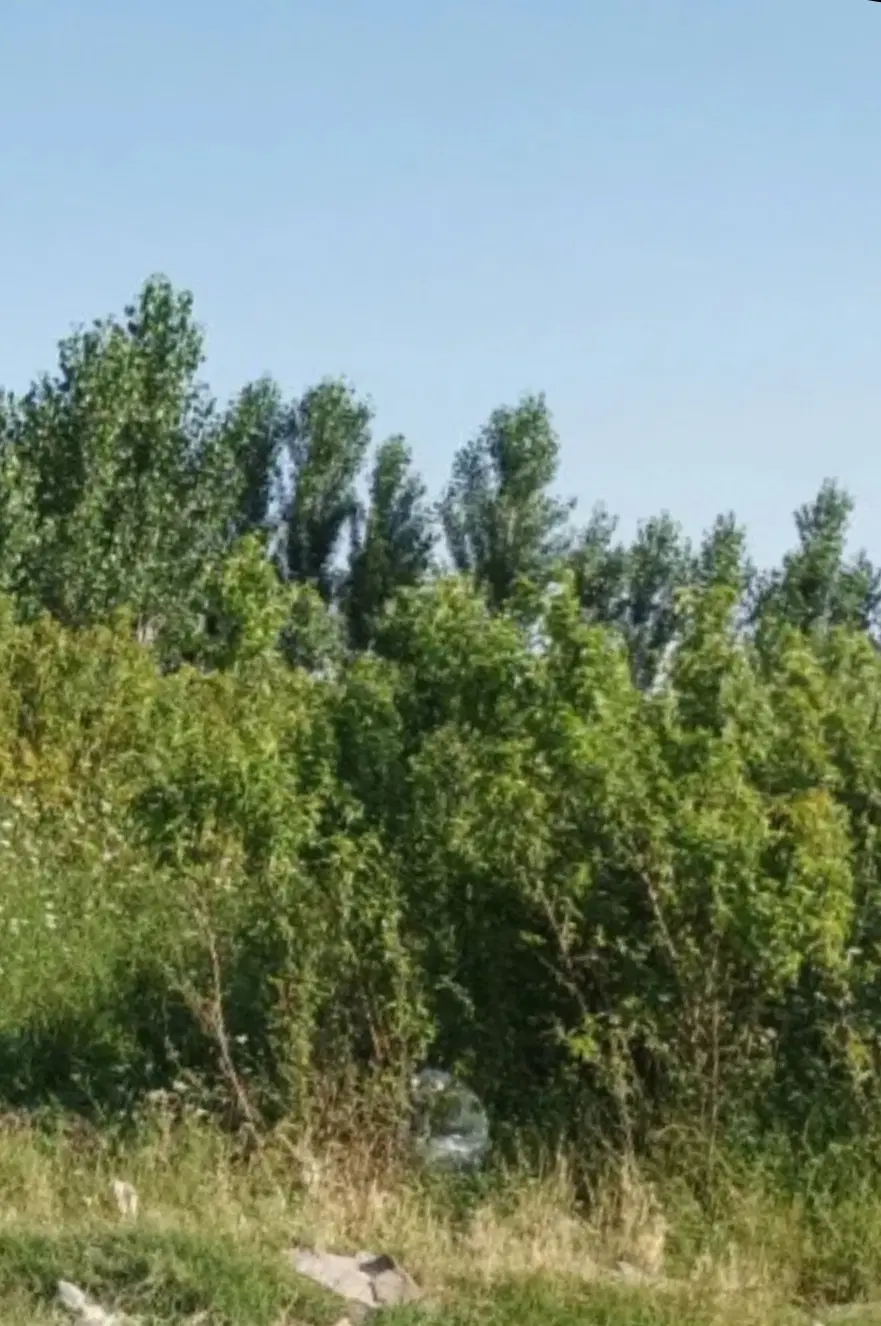 مشکین دشت ۱۸۰م زمین دوکله یک میلیارد تومان