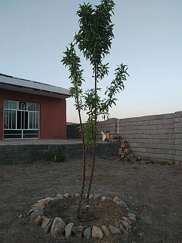 باغ حصار شده