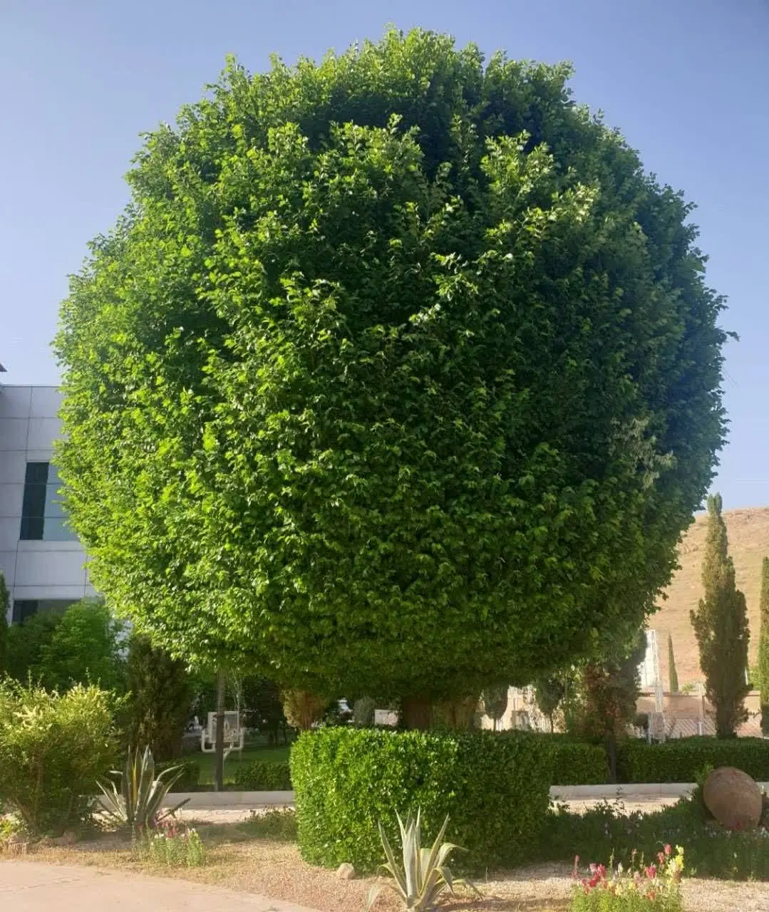 باغ