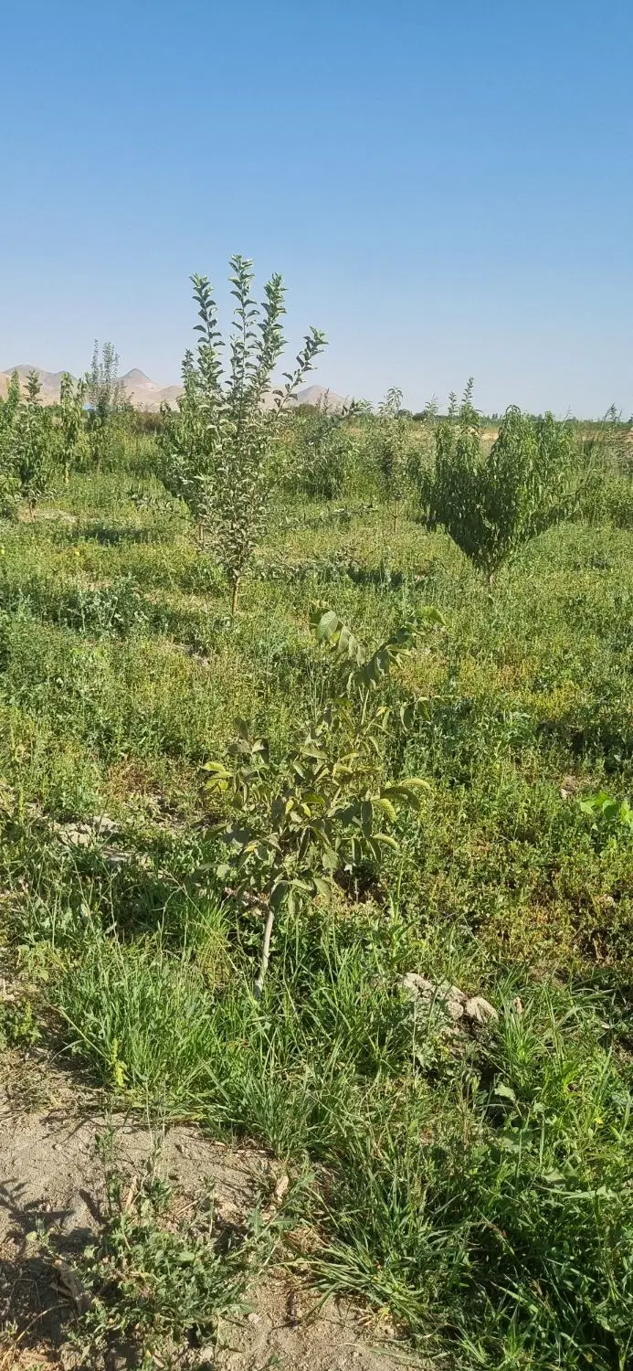 زمین زراعی جاده شورکند