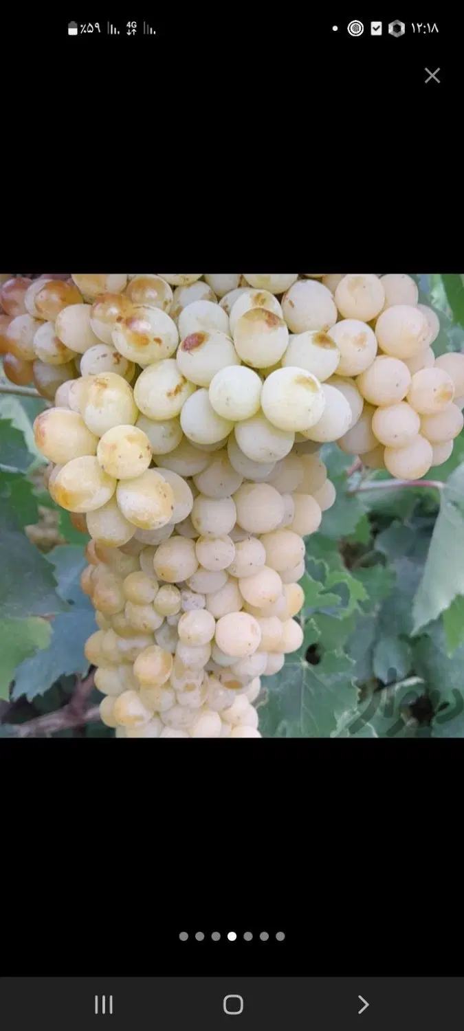باغ