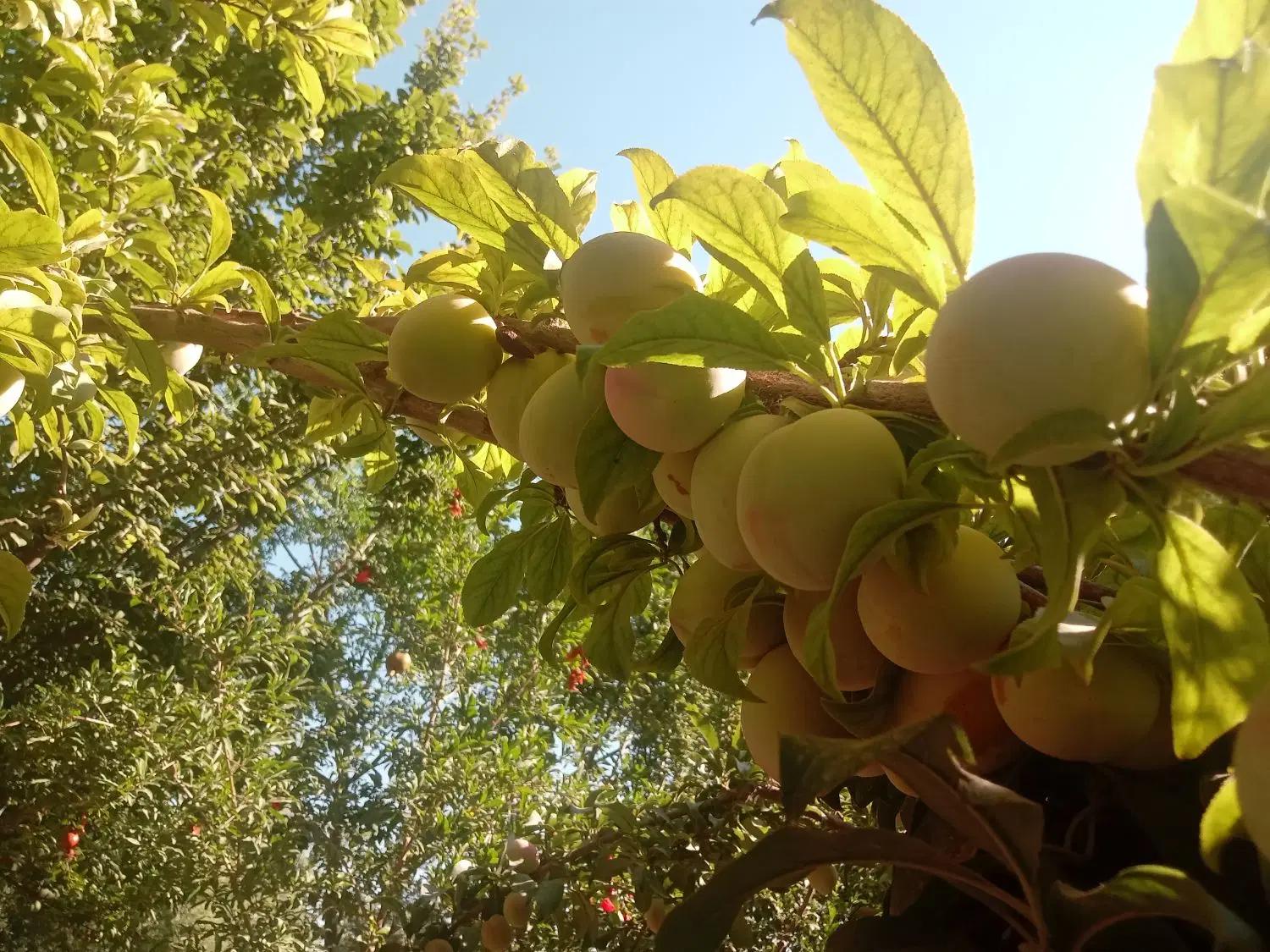 باغچه  در  چهاردانگه