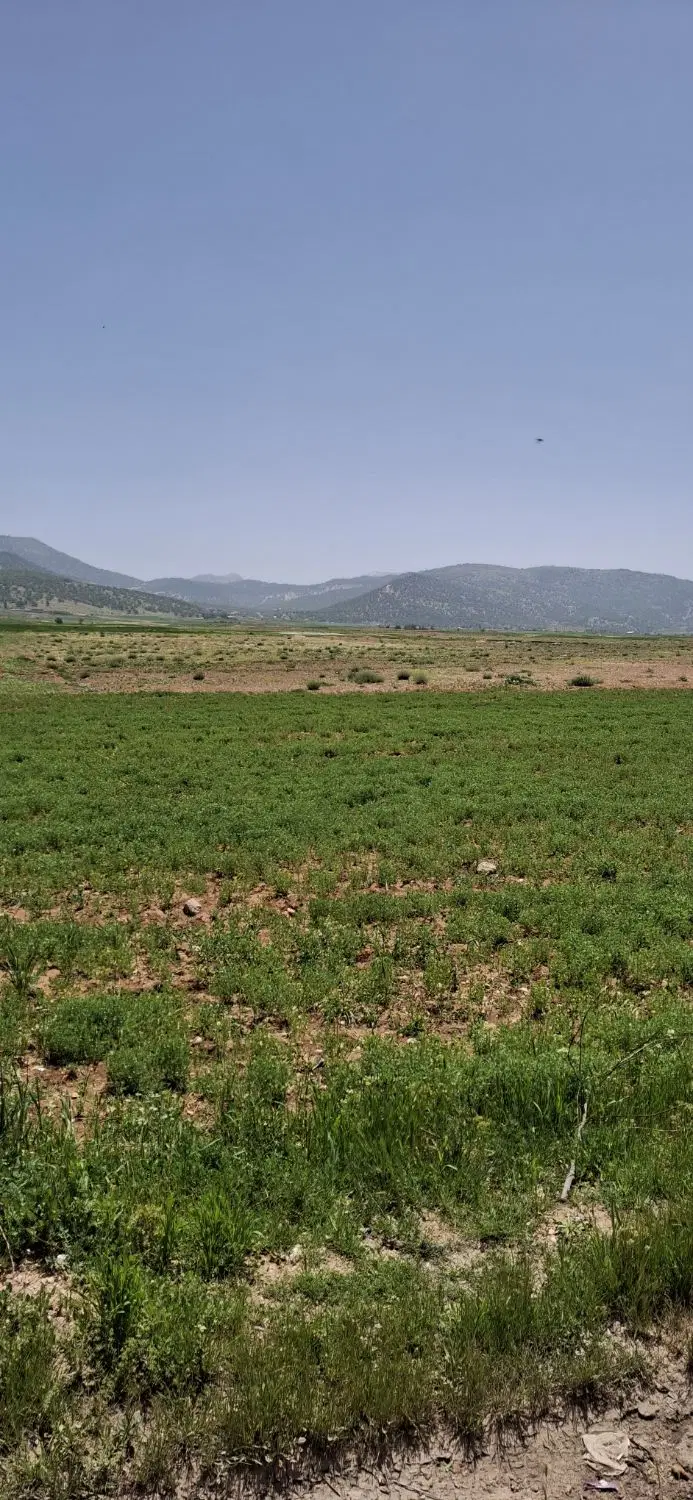 زمین چنارستان سفلی