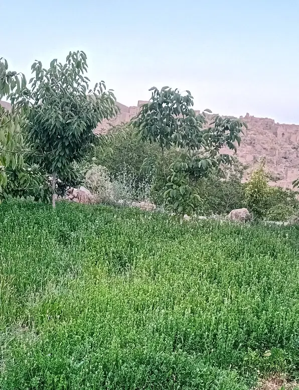 باغ